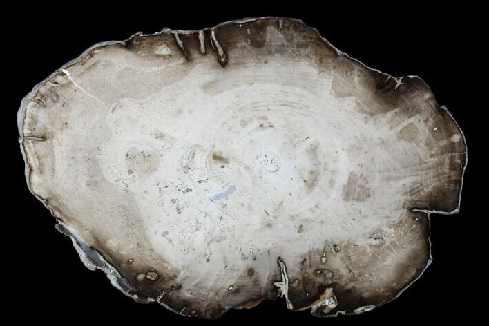 Polished Petrified Wood (Willow) Round - Washington #175067